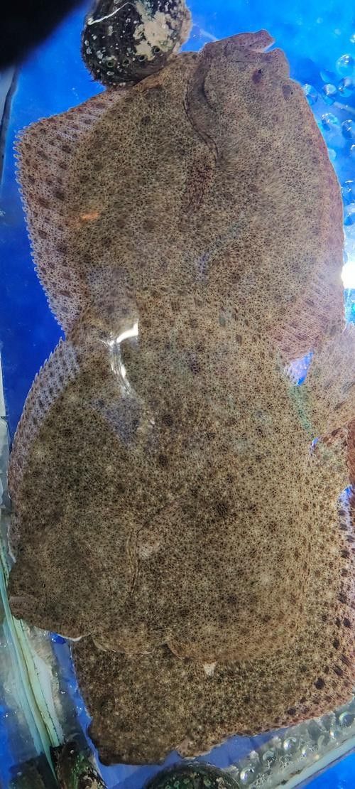多寶魚圖片真實【《多寶魚圖片真實》*：多寶魚作為一種備受關注的水產品】 多寶魚圖片真實【《多寶魚圖片真實》*：多寶魚作為一種備受關注的水產品】 龍魚論壇 第22張