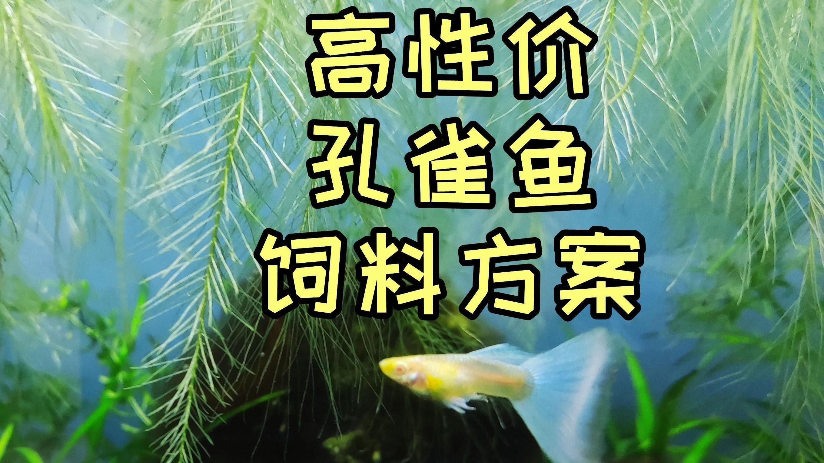 孔雀魚飼料哪個(gè)牌子好【孔雀魚飼料哪個(gè)牌子好孔雀魚飼料哪個(gè)牌子好】