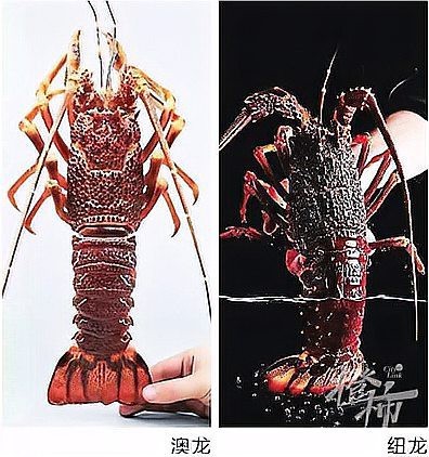 如何區分真假澳龍？【區分真假澳龍需從多個方面著手區分真假澳龍需從多個方面著手】