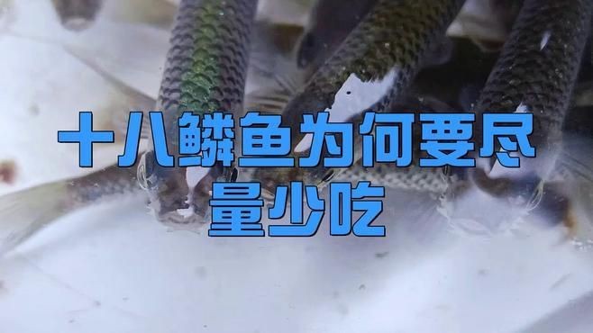 鱗魚為何不建議吃【為什么鱗魚不建議吃】