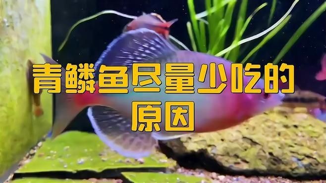 鱗魚為何不建議吃【為什么鱗魚不建議吃】