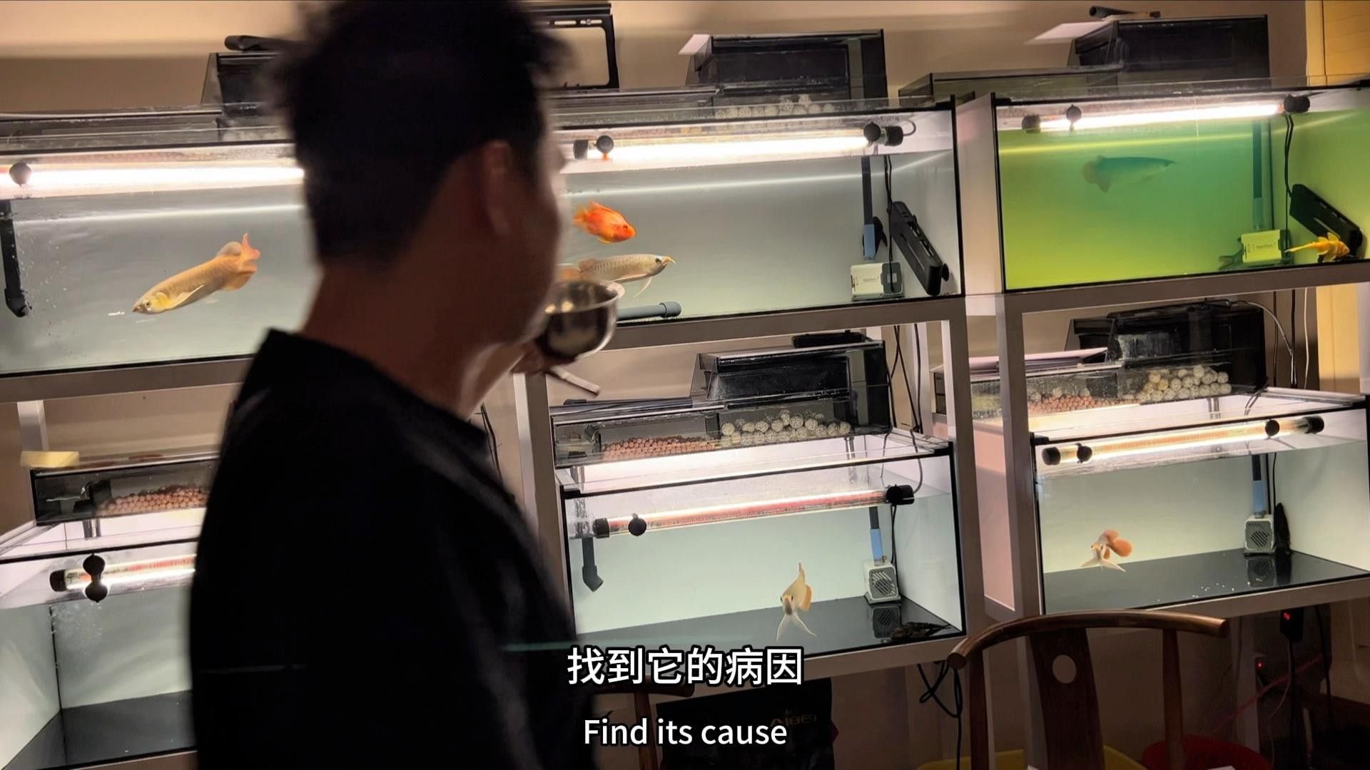 龍魚10天不吃食最簡單三個原因【魚10天不吃食，可能有三個簡單原因】