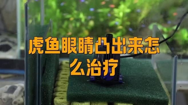 虎魚突眼手術風險大嗎？【虎魚突眼手術的風險】