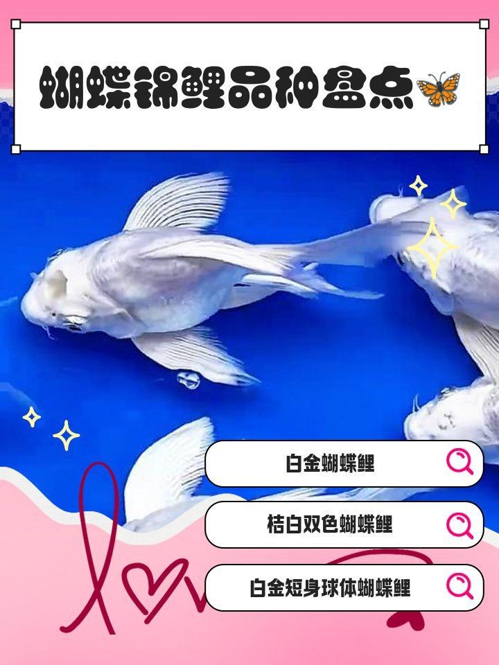 蝴蝶鯉魚品種大全【蝴蝶鯉品種盤點：蝴蝶鯉品種及其特征、飼養(yǎng)要點等內(nèi)容】 蝴蝶鯉魚品種大全【蝴蝶鯉品種盤點：蝴蝶鯉品種及其特征、飼養(yǎng)要點等內(nèi)容】 龍魚論壇 第3張