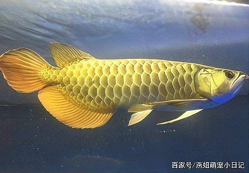 賽級龍魚不能養的原因【2分鐘帶你認識龍魚的5大死亡原因,新魚友要注意了!】