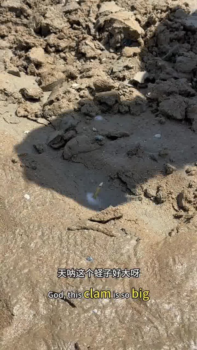 青島趕海必去十大魚【《青島趕海必去十大勝地全攻略》青島趕海必去十大勝地】