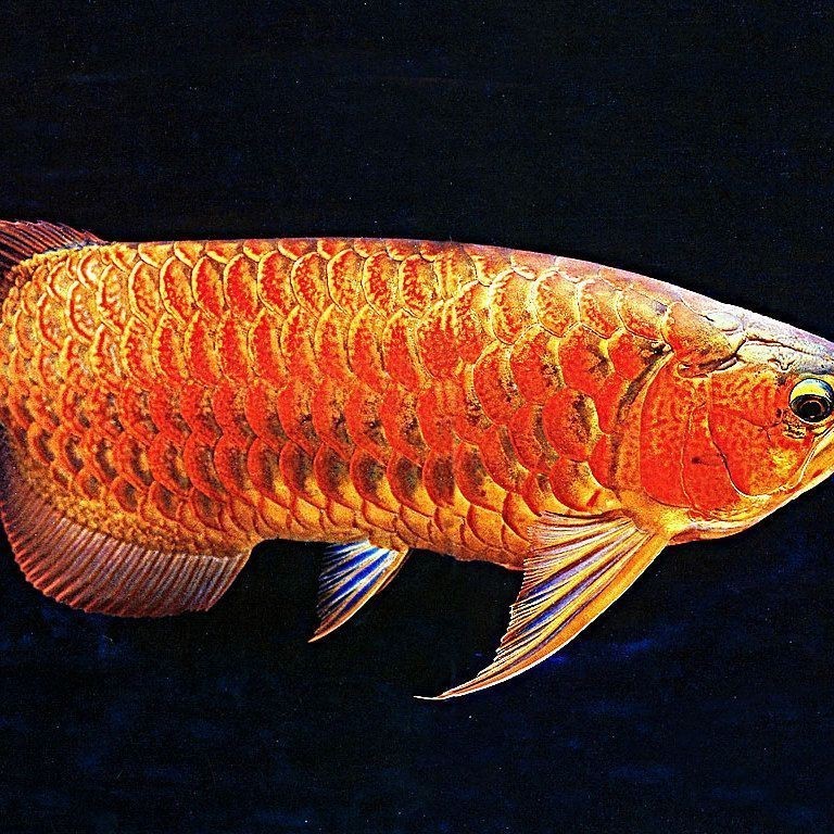 龍魚一般的什么病【龍魚常見疾病及治療方法】