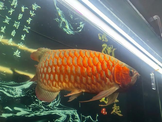 龍魚爛鰓最怕三個東西圖片【龍魚爛鰓最怕的三個關鍵因素】