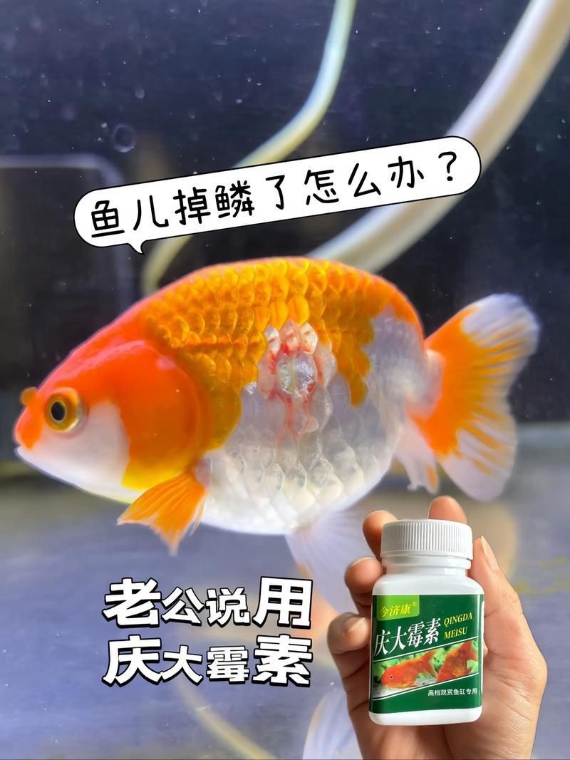 龍魚爛鰓最怕三個東西圖片【龍魚爛鰓最怕的三個關鍵因素】