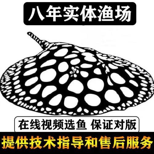 淡水魟魚圖片【浙江海洋監測預報[需手動填充]淡水魟魚】