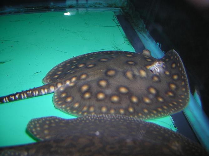 淡水魟魚圖片【浙江海洋監測預報[需手動填充]淡水魟魚】