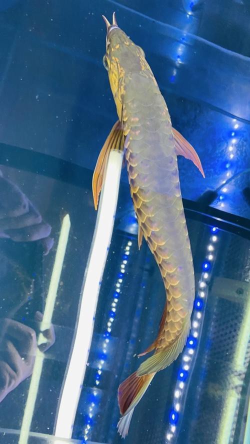 金龍魚鱗片第6排圖片【《金龍魚鱗片第6排圖片探秘》】