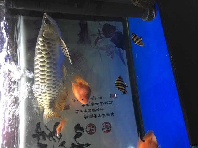 金龍魚鱗片第6排圖片【《金龍魚鱗片第6排圖片探秘》】