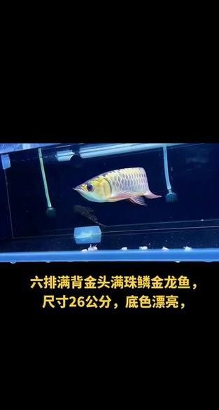 金龍魚鱗片第6排圖片【《金龍魚鱗片第6排圖片探秘》】