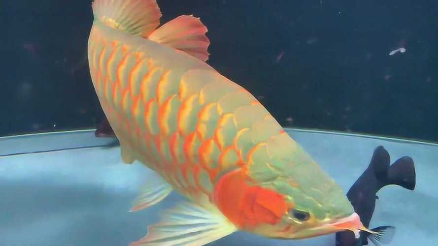 金龍魚鱗片第6排圖片【《金龍魚鱗片第6排圖片探秘》】