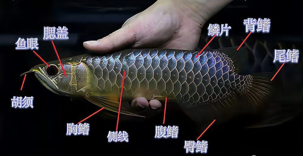 金龍魚鱗片第6排圖片【《金龍魚鱗片第6排圖片探秘》】