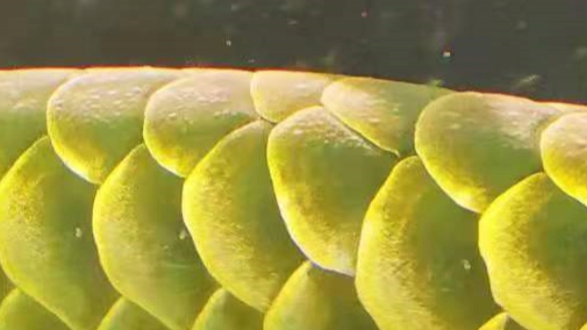 龍魚水霉病治愈后如何護理