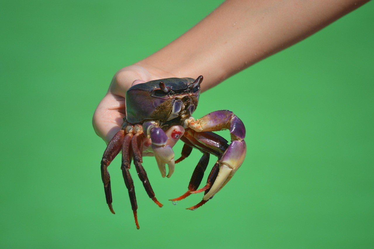 龍魚真菌最忌三種東西【龍魚真菌最忌哪三種東西了解龍魚真菌最忌哪三種東西】