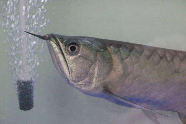 龍魚一側掉眼怎么恢復【龍魚一側掉眼嚴重掉眼的原因及預防措施及手術治療方法】