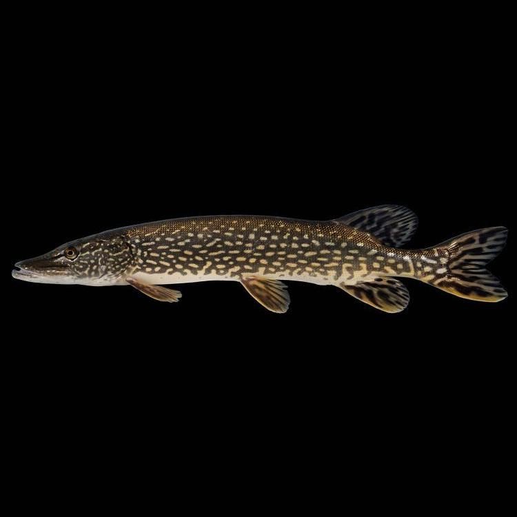 狗魚 新疆【《為狗魚與新疆的獨特聯系》】
