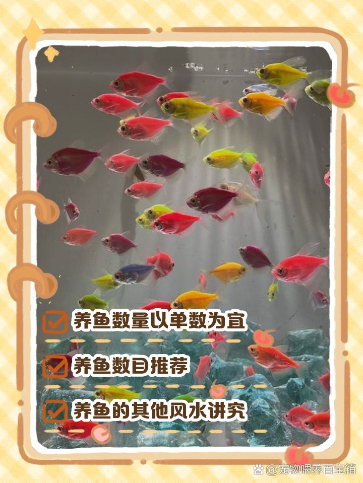 魚缸養7條魚還是9條魚【關于魚缸養殖7條與9條魚的優劣與適用場景建議】