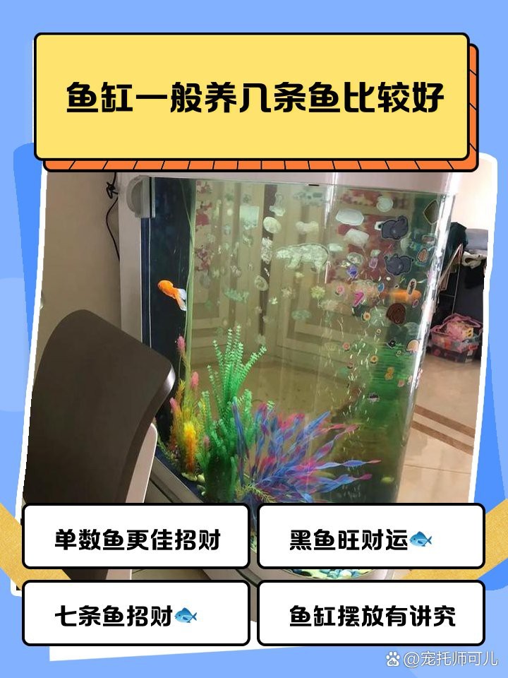 魚缸養7條魚還是9條魚【關于魚缸養殖7條與9條魚的優劣與適用場景建議】