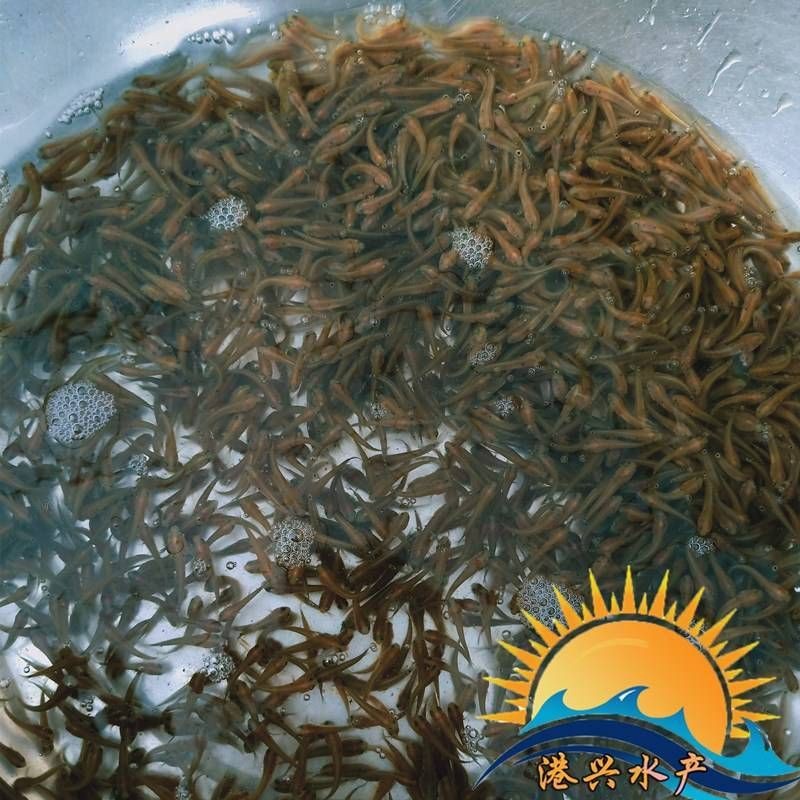 花星魚多少錢一斤【花星魚價格多少錢一斤】 花星魚多少錢一斤【花星魚價格多少錢一斤】 龍魚論壇 第4張