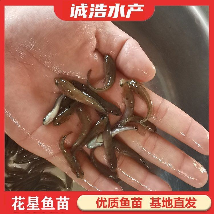 花星魚多少錢一斤【花星魚價格多少錢一斤】 花星魚多少錢一斤【花星魚價格多少錢一斤】 龍魚論壇 第2張