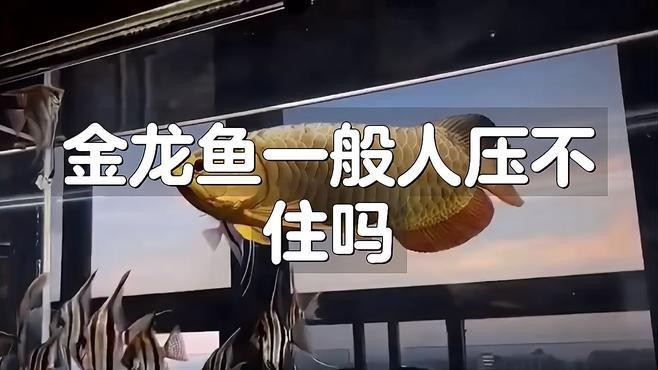 金龍魚一般人壓不住嗎【金龍魚一般人壓不住嗎饞饞咻咻】