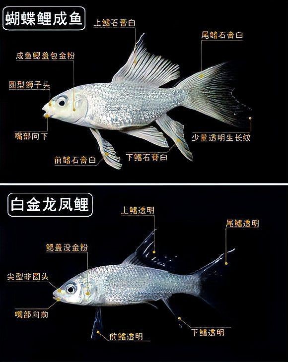 蝴蝶鯉介紹【水中仙子——蝴蝶鯉的飼養(yǎng)要點(diǎn)包括價(jià)值】
