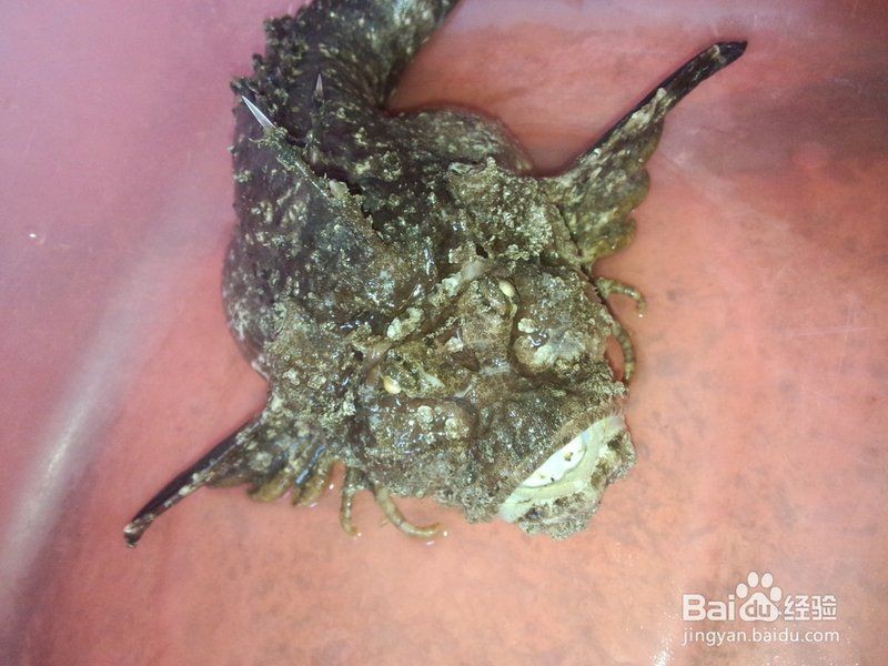 虎魚怎么處理才沒毒【如何處理毒素排名第一的虎魚】 虎魚怎么處理才沒毒【如何處理毒素排名第一的虎魚】 龍魚論壇 第4張