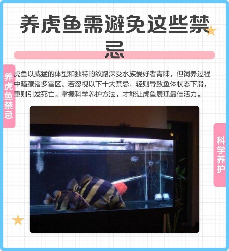 虎魚怎么處理才沒毒【如何處理毒素排名第一的虎魚】 虎魚怎么處理才沒毒【如何處理毒素排名第一的虎魚】 龍魚論壇 第8張