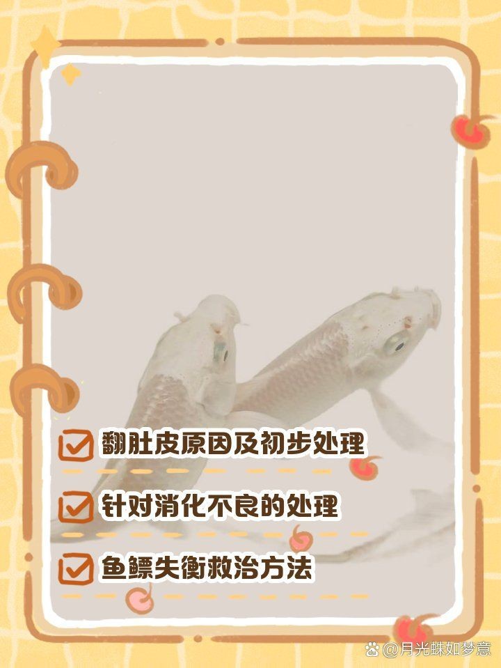 蝴蝶鯉翻肚皮解決方法【蝴蝶鯉翻肚皮怎么辦】