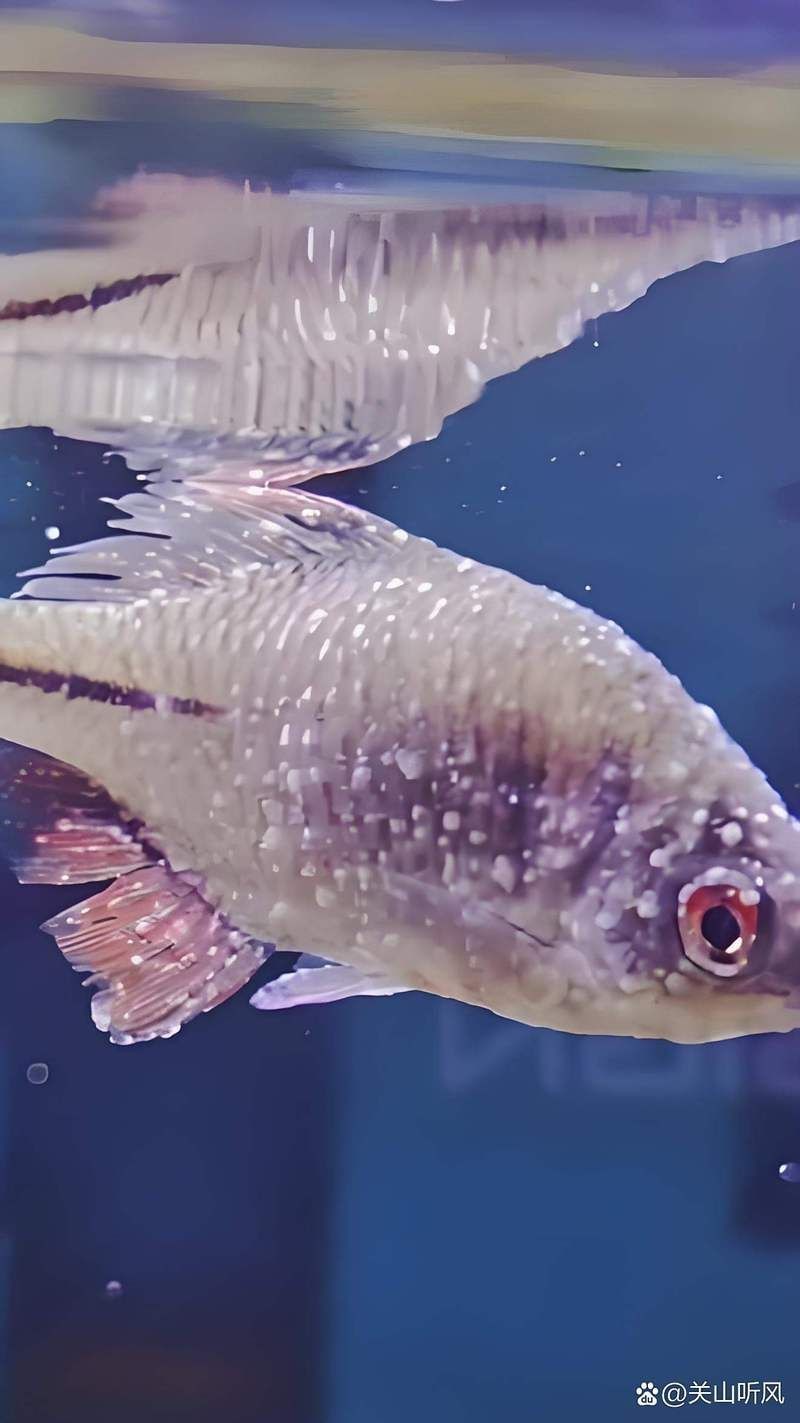 紅箭魚白毛病治療方法【紅箭魚白毛病怎么辦】