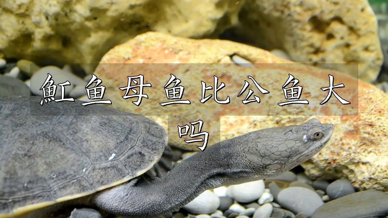 魟魚公母有啥區(qū)別【如何準(zhǔn)確區(qū)分魟魚公母】