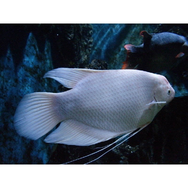 招財(cái)山水魚大全圖片【地球取暖指南針，招財(cái)魚科普|見者發(fā)財(cái)非抽象派的俠豬潔】