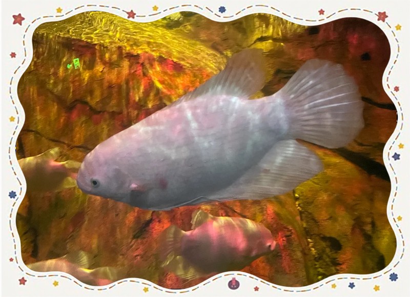 招財(cái)山水魚大全圖片【地球取暖指南針，招財(cái)魚科普|見者發(fā)財(cái)非抽象派的俠豬潔】