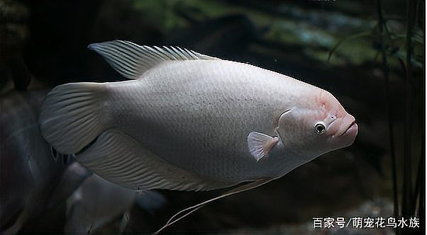招財(cái)山水魚大全圖片【地球取暖指南針，招財(cái)魚科普|見者發(fā)財(cái)非抽象派的俠豬潔】
