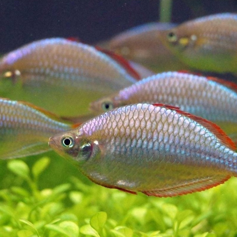 電光美人魚咬別的魚嗎【混養電光美人魚的注意事項】
