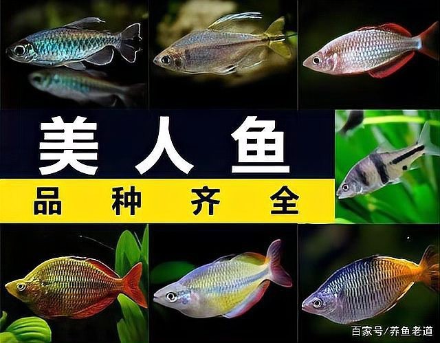 電光美人魚咬別的魚嗎【混養電光美人魚的注意事項】