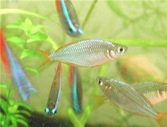 電光美人魚咬別的魚嗎【混養電光美人魚的注意事項】