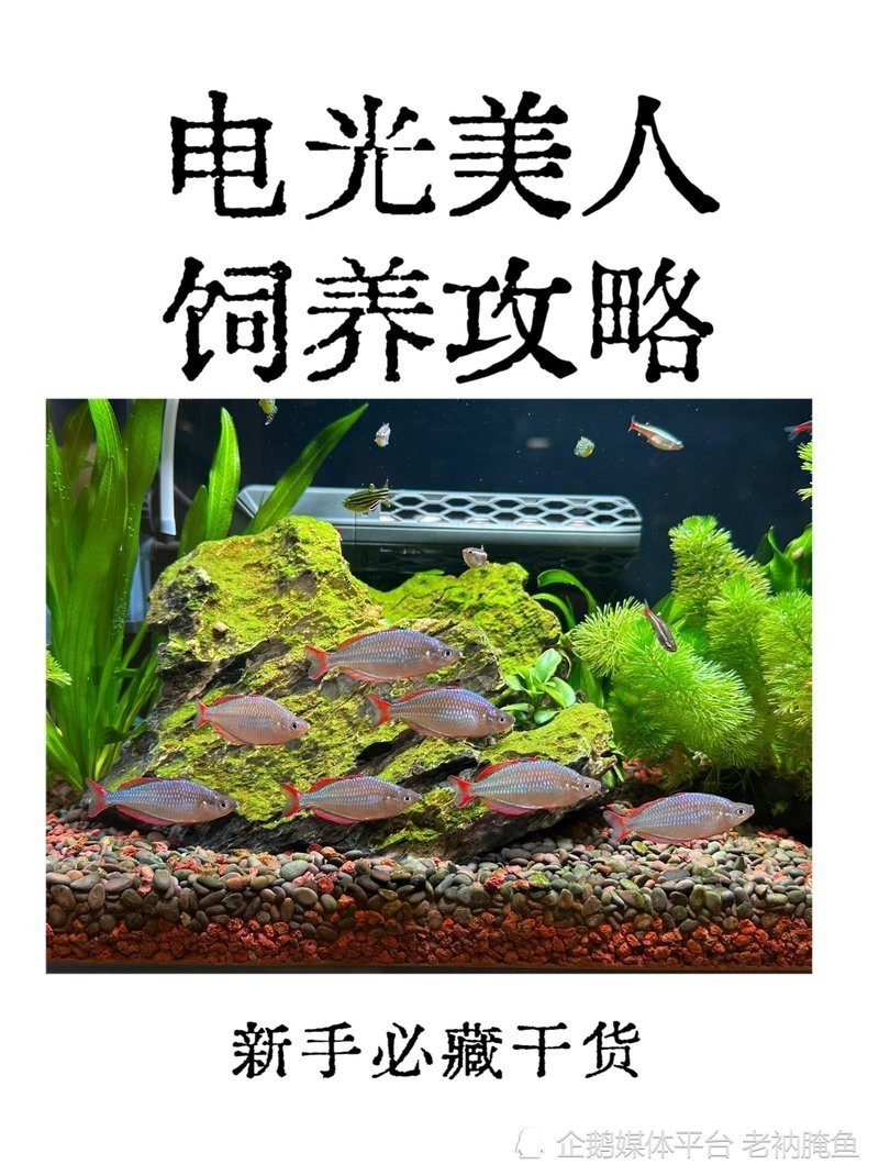 電光美人魚咬別的魚嗎【混養電光美人魚的注意事項】