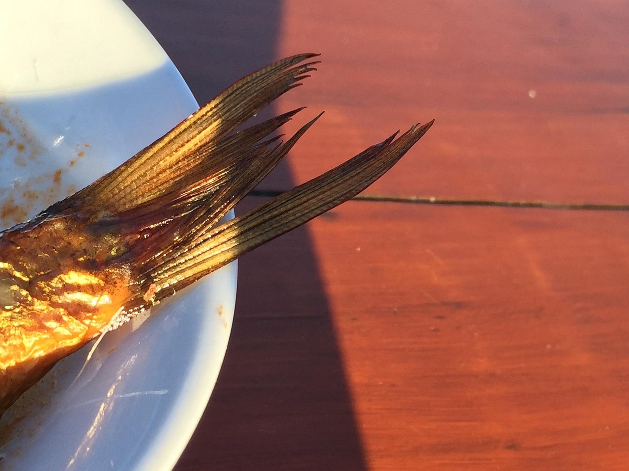 龍魚尾巴爛了怎么辦【龍魚尾巴爛了是什么原因導致的，龍魚尾巴爛了可能由多種原因導致】