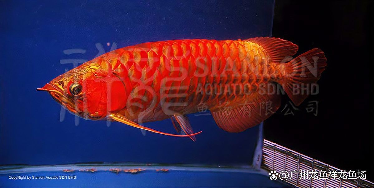 龍魚缸側燈放什么位置【龍魚缸側燈擺放位置的科學解析與實操指南】