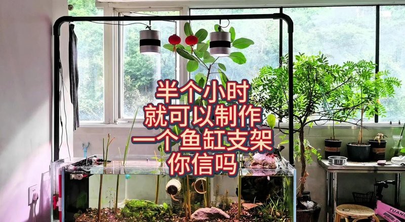 龍魚缸側燈放什么位置【龍魚缸側燈擺放位置的科學解析與實操指南】