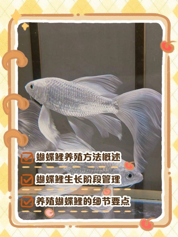 蝴蝶鯉魚養殖方法【《蝴蝶鯉魚養殖3，換水時新水和老水的溫差不一種極具觀賞價值】
