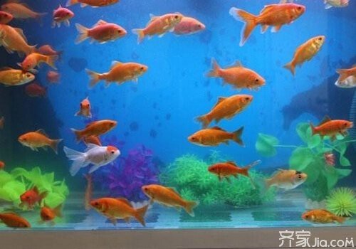 風水魚龍魚最忌三種東西【龍魚缸擺放在這些位置會影響家庭風水格局，龍魚缸會影響家人運勢】