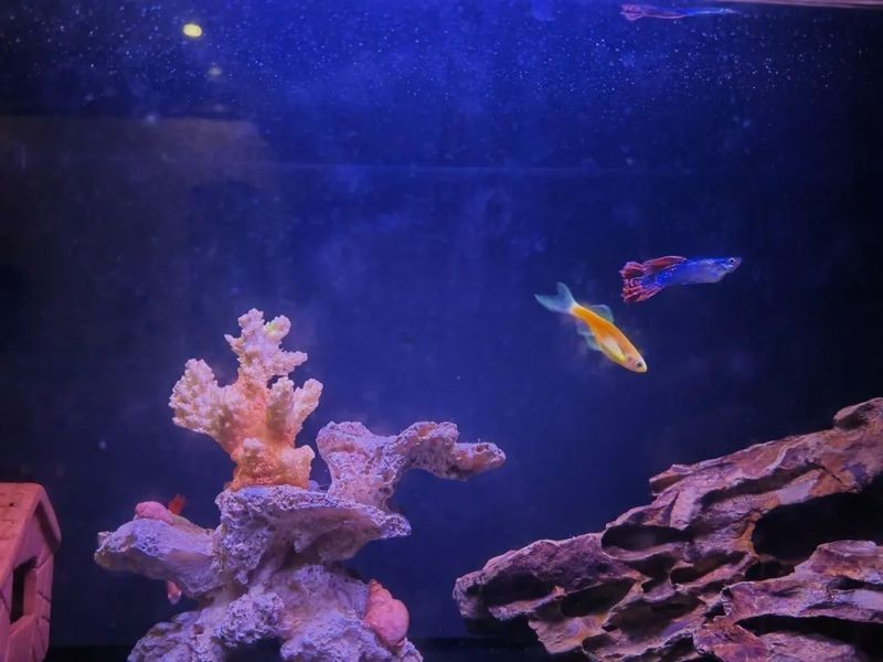 我用小缸養了3年的龍魚【《我用小缸養了3年的龍魚》】 我用小缸養了3年的龍魚【《我用小缸養了3年的龍魚》】 龍魚論壇 第2張
