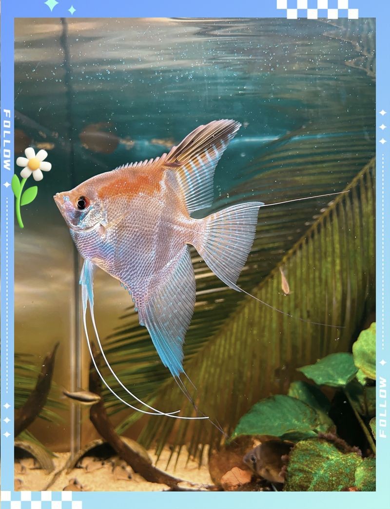 紅背埃及神仙魚【《水族文化嫁神仙魚：東方世界中的獨特精靈》】