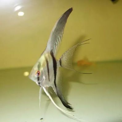 紅背埃及神仙魚【《水族文化嫁神仙魚：東方世界中的獨特精靈》】